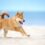 Shiba Inu Poised For Breakout: Here's What To Watch Out For