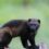 Ultra-rare wolverine animal spotted for just the second time in 100 years