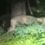 Moment missing lioness mauls a wild boar near major city as police hunt underway