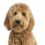 Designer pet goldendoodle is nation&apos;s most popular dog