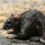 Moment New Yorkers hop over scores of rats scurrying across their path
